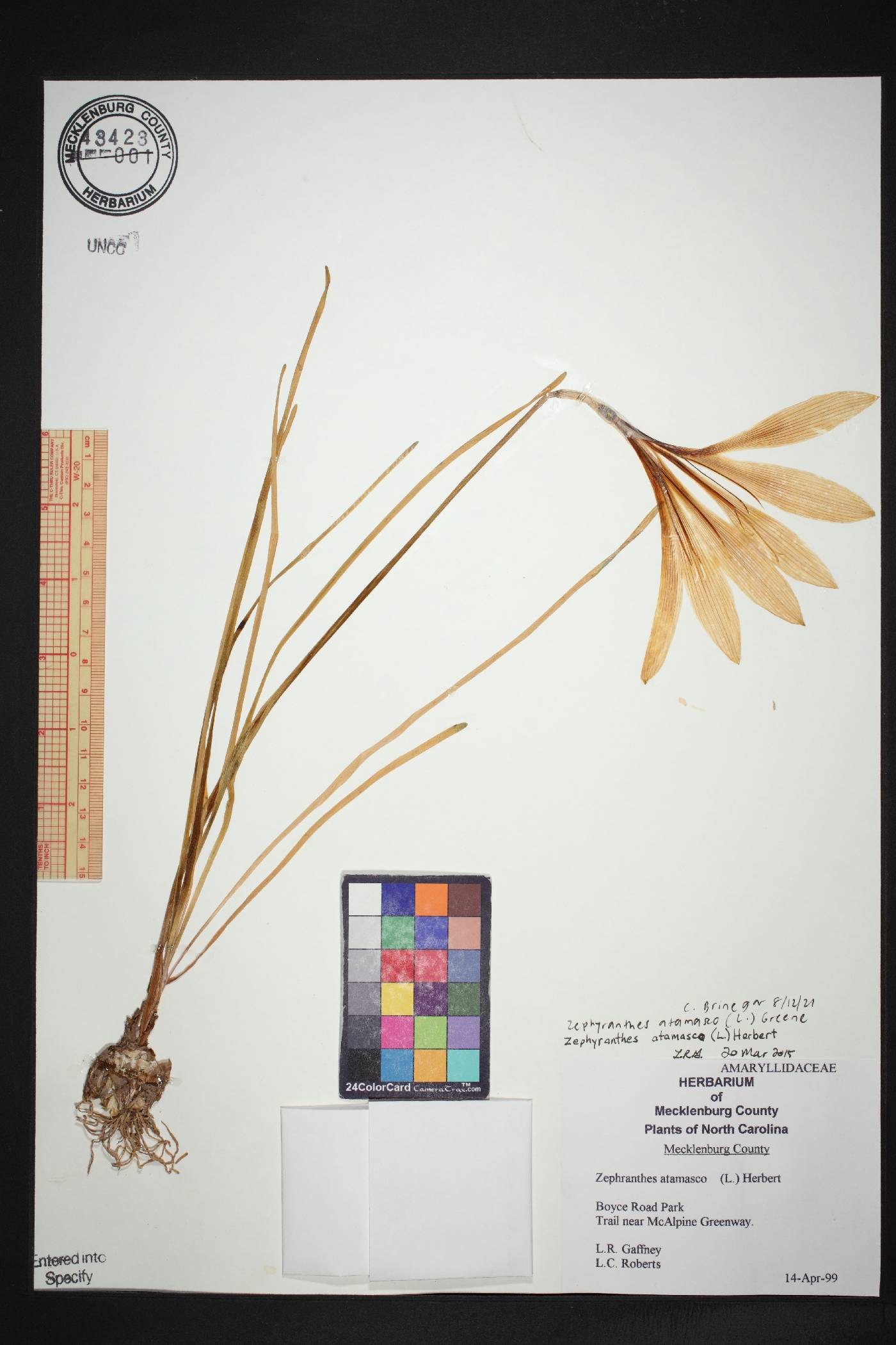 Zephyranthes atamasco image