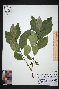 Image of Endotropis alnifolia