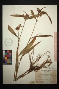 Tradescantia subaspera image