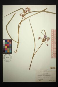 Tradescantia hirsuticaulis image