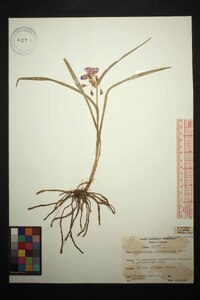 Tradescantia hirsuticaulis image