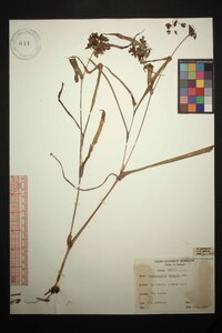 Tradescantia ohiensis image