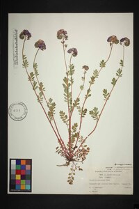 Phacelia maculata image