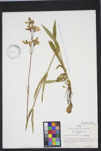 Penstemon laevigatus image