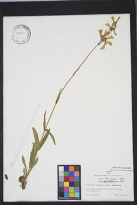 Penstemon laevigatus image