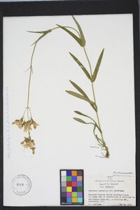 Penstemon laevigatus image