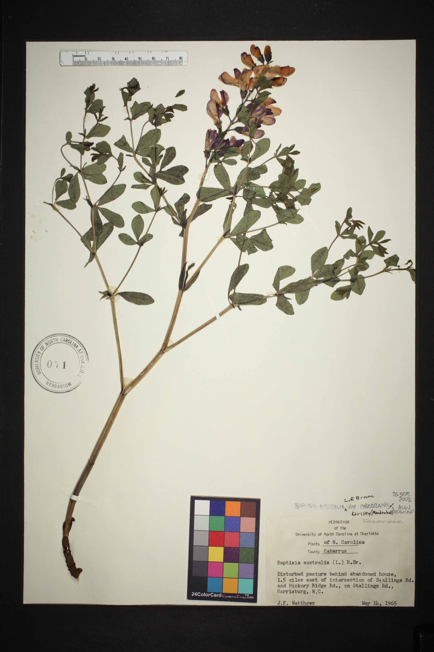 Baptisia aberrans image