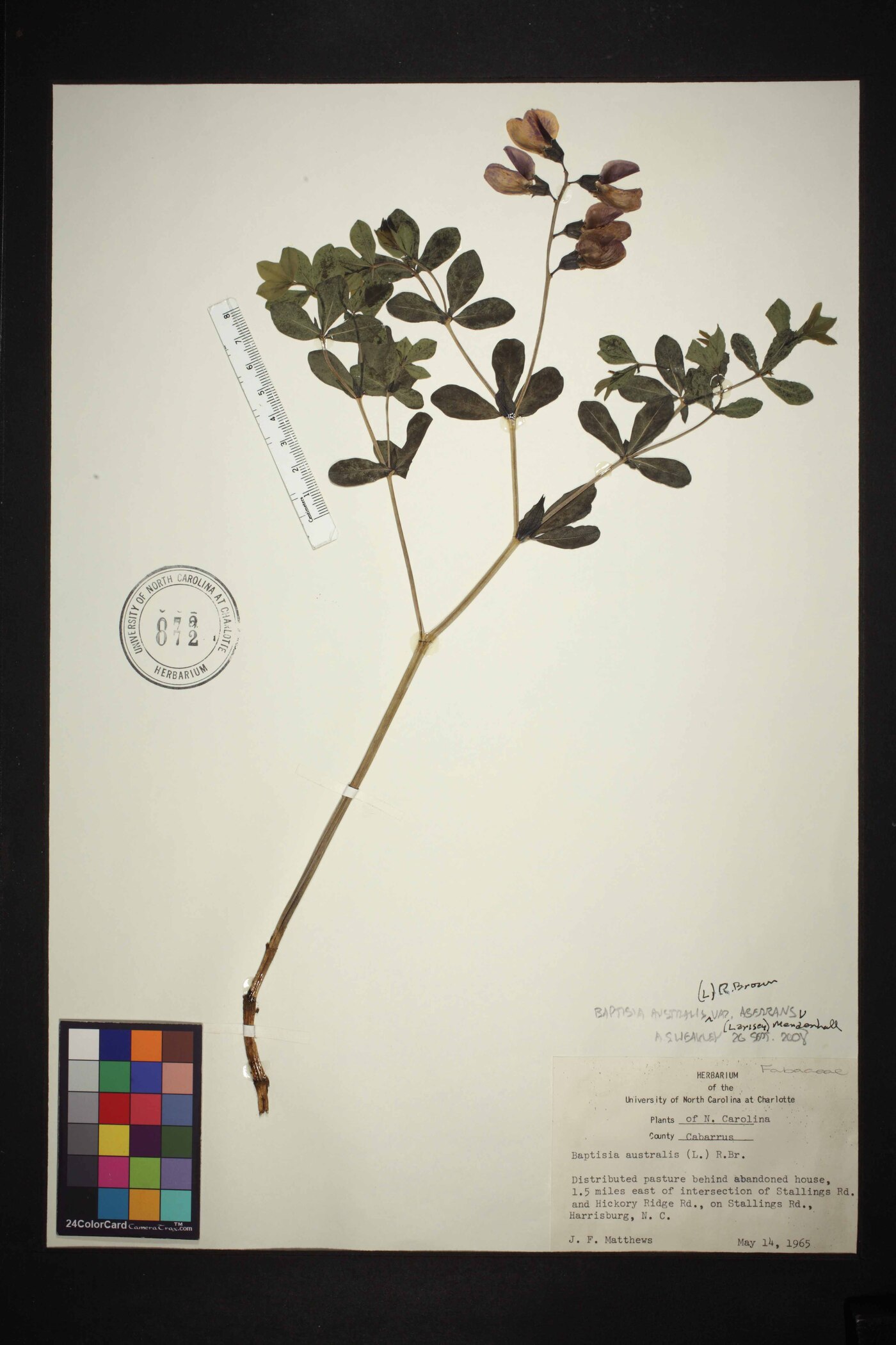 Baptisia aberrans image