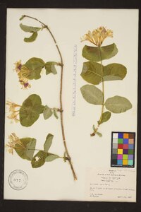 Lonicera flava image