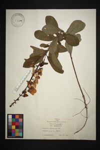 Crotalaria spectabilis image