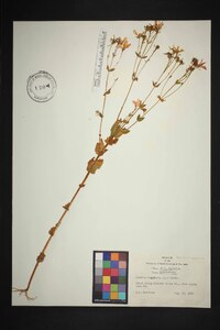 Sabatia angularis image