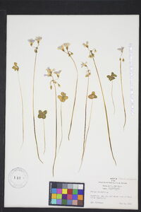 Oxalis violacea image