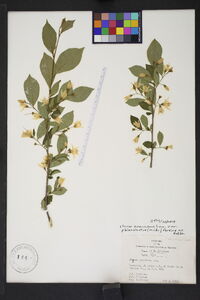 Styrax americanus var. pulverulentus image