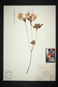 Rhododendron atlanticum image