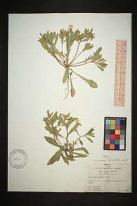 Oenothera humifusa image