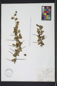 Crataegus uniflora image
