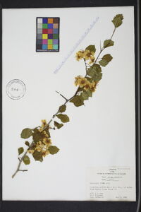 Crataegus flava image