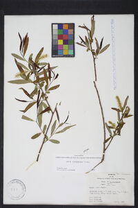 Salix caroliniana image