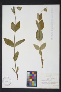 Clematis ochroleuca image