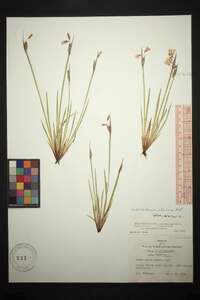 Sisyrinchium albidum image