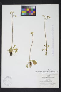 Micranthes virginiensis image