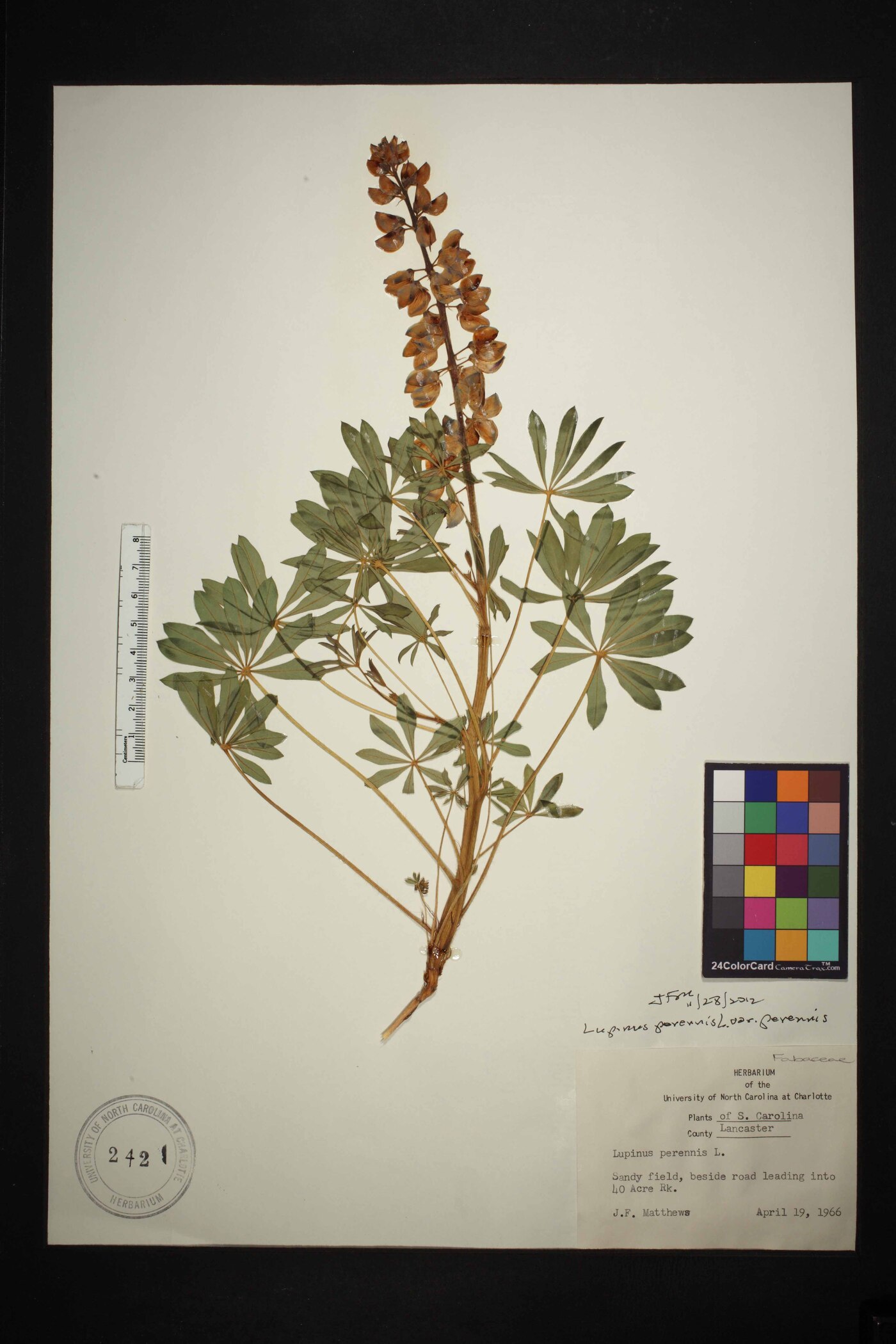 Lupinus perennis var. perennis image