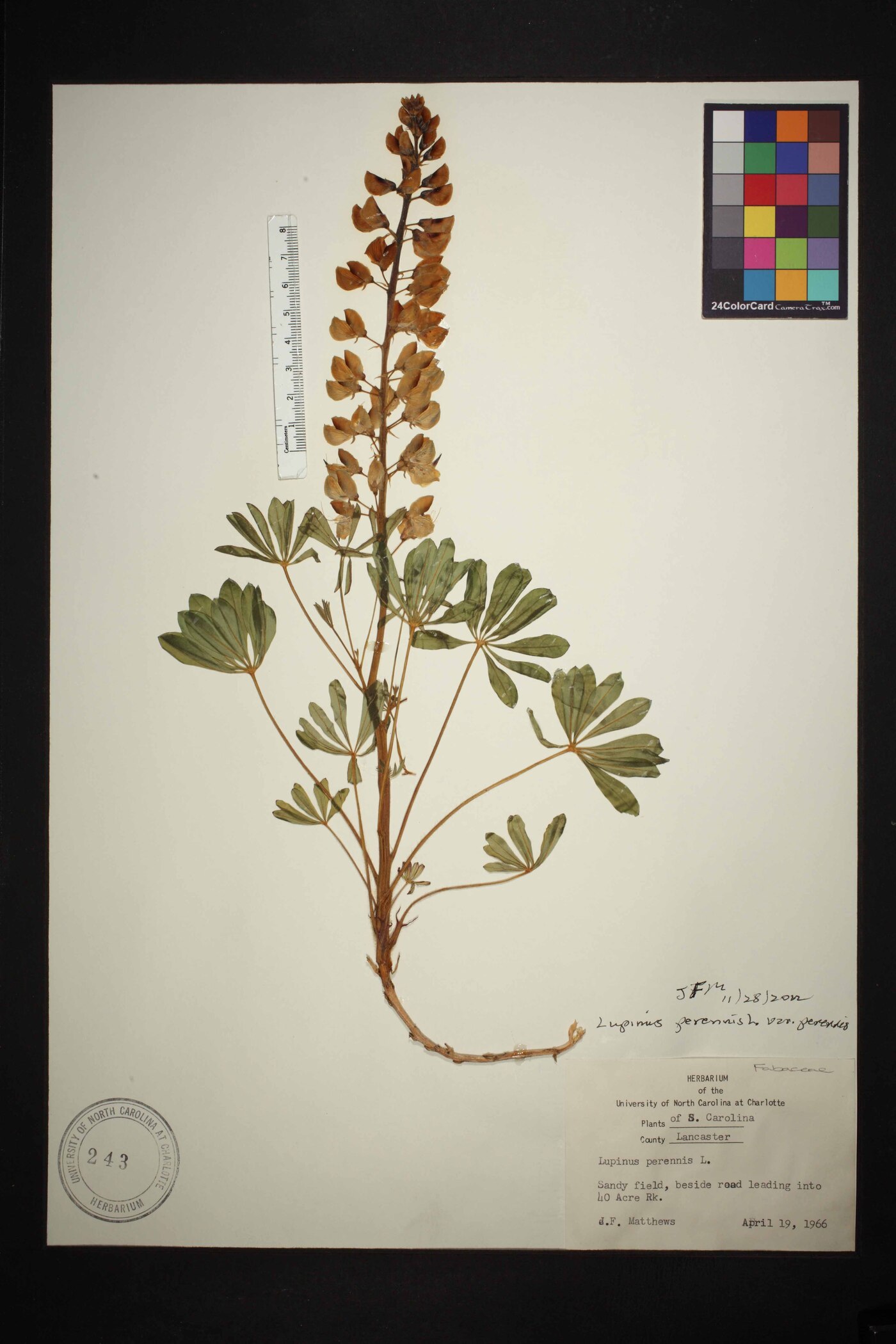 Lupinus perennis var. perennis image