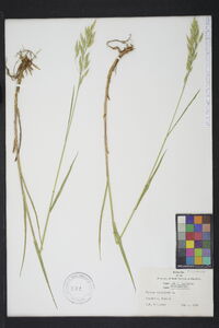 Bromus secalinus image