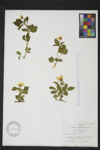 Rubus flagellaris image