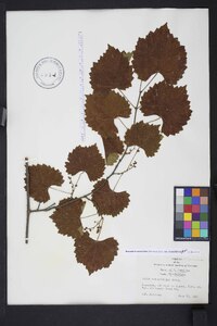 Muscadinia rotundifolia image