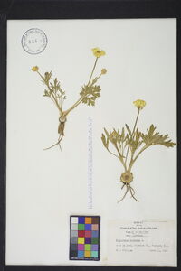 Ranunculus bulbosus image