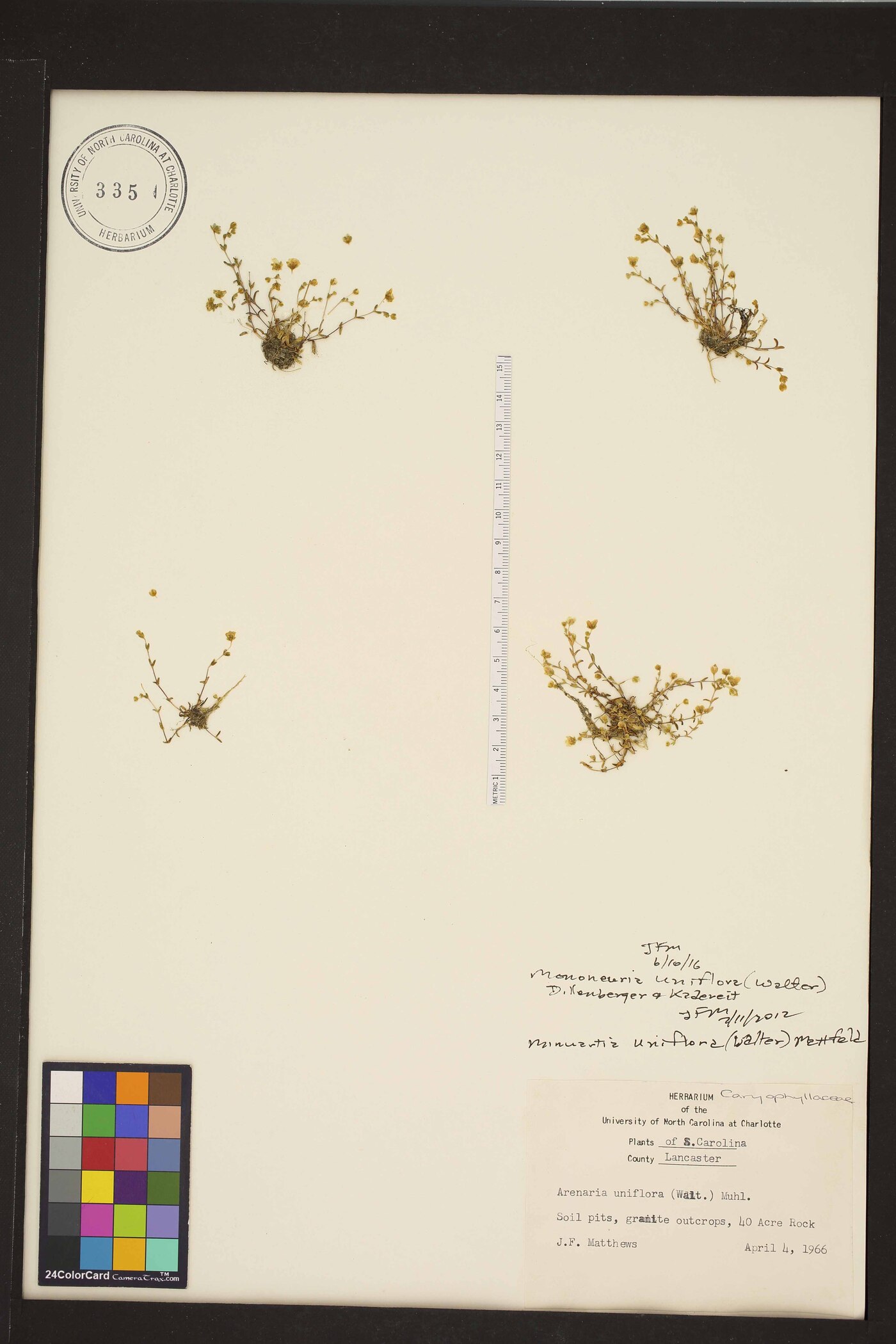 Geocarpon uniflorum image