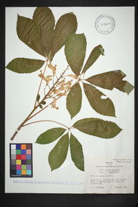 Aesculus sylvatica image