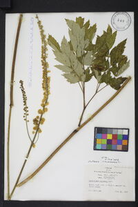 Actaea racemosa image