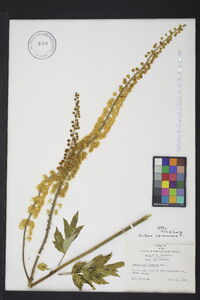 Actaea racemosa image