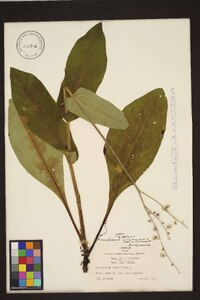 Cynoglossum virginianum var. virginianum image