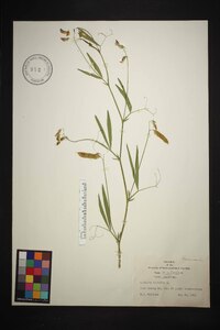 Lathyrus hirsutus image