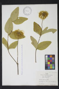 Clematis ochroleuca image