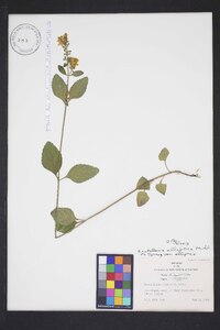 Scutellaria elliptica image