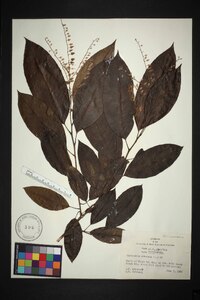 Oxydendrum arboreum image