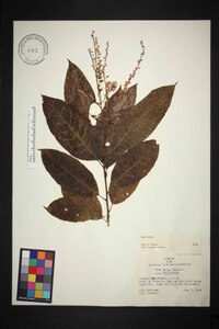 Oxydendrum arboreum image