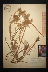 Cyperus strigosus var. strigosus image