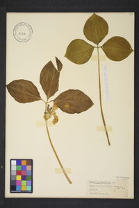 Trillium catesbaei image