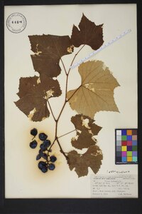 Vitis labrusca image