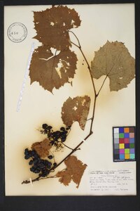 Vitis vulpina image