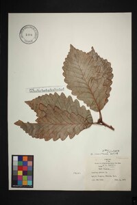 Quercus montana image