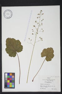 Heuchera americana image