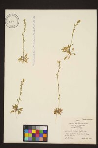 Arabidopsis thaliana image