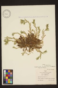 Buglossoides arvensis subsp. arvensis image