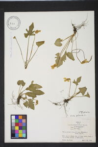 Viola palmata image